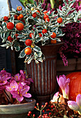 Solanum pseudocapsicum, coral shrub