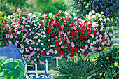 Petunia milliflora