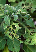 Damage caused by caterpillars