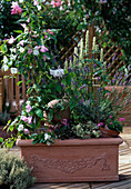 Bougainvillea, Agastache