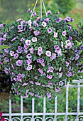 Petunia 'Priscilla'