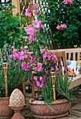 Bougainvillea