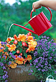 Water balcony flowers