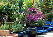 Pot plants in the garden centre