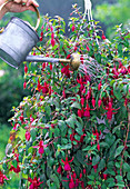 Fuchsias may be overbrewed