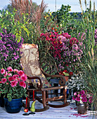 Dahlia (Kaktusdahlia), Aster, Miscanthus, Pennisetum