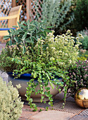 Bowl with herbs - Salvia, Thyme