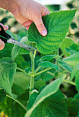 Sage leaves for tea