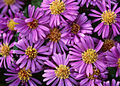 Aster dumosus, KISSENASTER