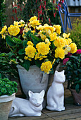 Begonia hybrid 'Nonstop yellow'