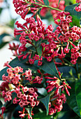 Cestrum elegans