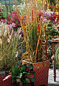 Calamagrostis acutiflora (Karl Förster)