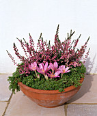 Schale mit Calluna, Saxifraga und Colchicum (Herbstzeitlose)