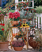 Calluna, Chrysanthemum, Brassica