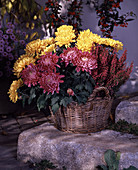 Dekorative Chrysanthemen im Korb