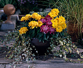 Decorative chrysanthemums, Hedera (ivy)