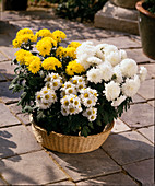 Topfchrysanthemen auf der Terrasse