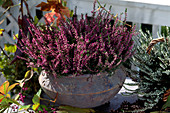 Calluna vulgaris