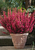 Erica Gracilis In Terracotta Pot