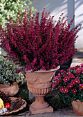 Erica gracilis in Terracottaurne