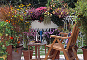 Tropaeolum, Rudbeckia, Dendranthema, Calluna, Autumn Chrysanthemums