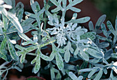 Artemisia Stelleriana 'Boughton Silver' (silver rue)