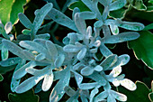 Artemisia stelleriana 'Boughton Silver' (Silberraute)