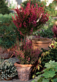 Erica gracilis Stämmchen