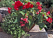 Begonia x tuberhybrida 'Kirschrosa'