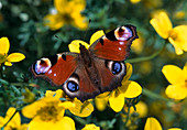 Schmetterling an BIDENS - Blüte