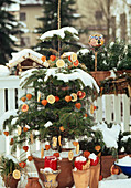 Tanne weihnachtlich geschmückt mit Orangenschalen