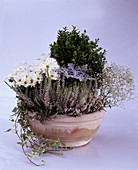 Chrysanthemum indicum, Calluna vulgaris, Buchsbaum, Gypsophila (Schleierkraut)