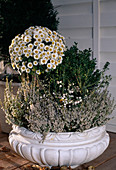 Dendranthema indicum (autumn chrysanthemum), boxwood, calluna