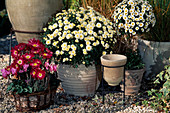 Dendranthema indicum, autumn chrysanthemums