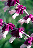 Salvia leucantha