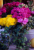 Hydrangea 'Heidelberg' (hydrangea), solitaire in a wooden bucket