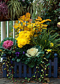 Brassica oleracea (Zierkohl), Gräser, Dendranthema indica, Herbstchrysantheme