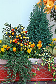 Solanum pseudocapsicum, Rosmarin, Viola, Chamaecyparis