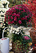 Autumn chrysanthemums, Brassica, Hedera