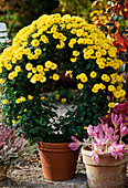 Autumn chrysanthemums drawn as a wreath