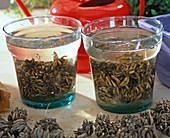 Ranunculus: soak tubers in water for 3 hrs.
