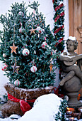 Buchsbaum im Rauhreif mit Weihnachtsschmuck am Hauseingang