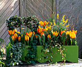 Kasten mit Tulpen, Hedera (Efeu (Diverse))