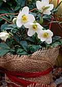 Helleborus niger