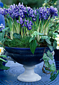 Iris reticulata