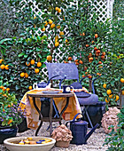 Citrus 'Meyerii' (Kreuzung aus Zitrone und Orange)