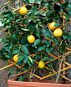 Citrus 'Lipo' (Citrus limon x paradisiaca)