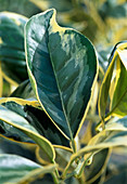 Citrus limon 'Variegata'