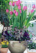 Tulipa 'Don Quichote', Salvia 'TRICOLOR' ,