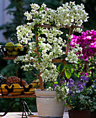 Bougainvillea 'Dania White'